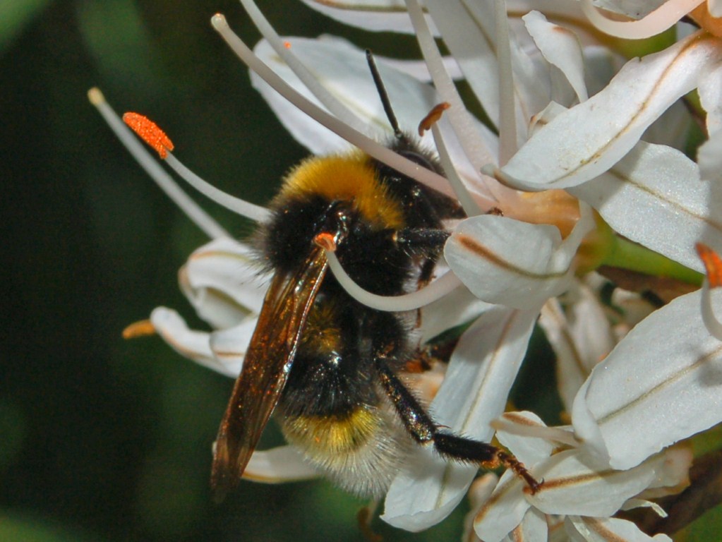 Bombus su Asfodelus - da determinare